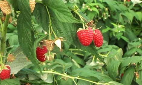 Фото: http://www.znanjenapoklon.rs/clanci/vocarstvo/sorta-maline-polka.html