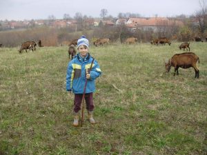 Милутин Јовановић чува козе