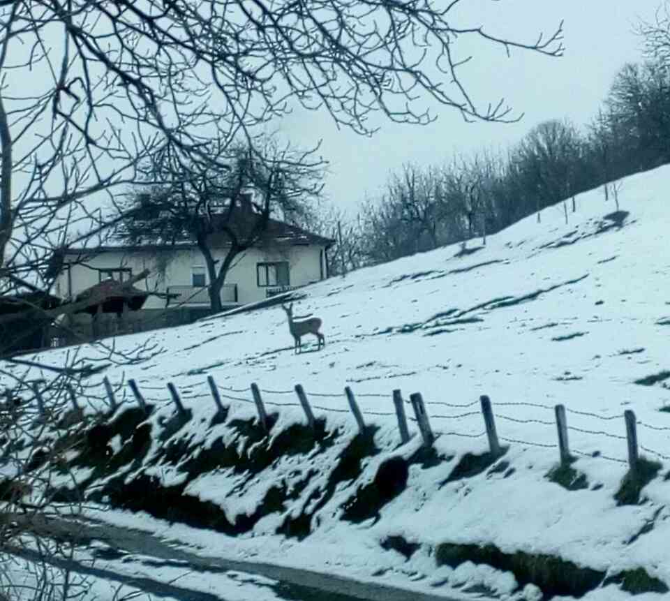 Срна у дворишту куће у селу Заграђу испод планине Рудник. Фото: Д. Јовановић